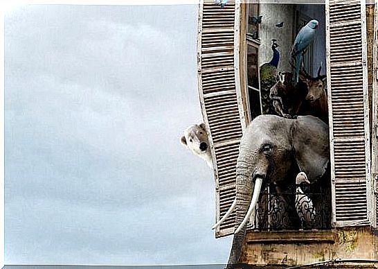 Elephant in window