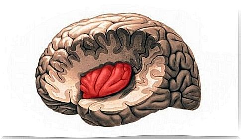 figure of the brain