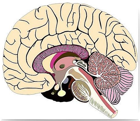 Meningitis protects the brain