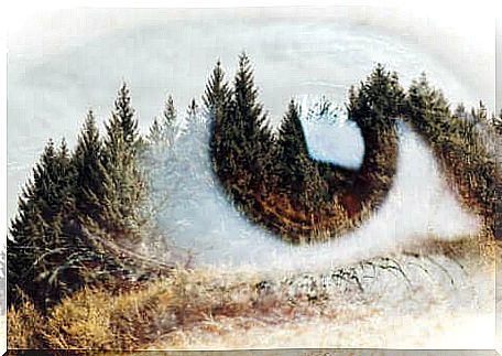 Eye in front of forest