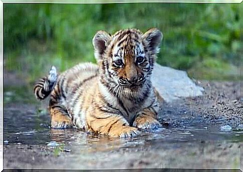 A tiger cub symbolizes metaphors in ACT