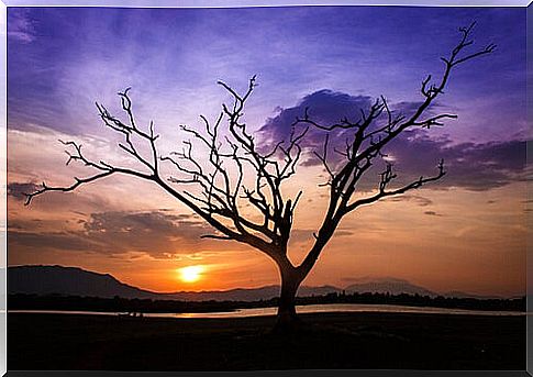 Tree in front of sunset