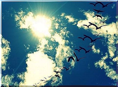 birds fly freedom.  You have to value your life.