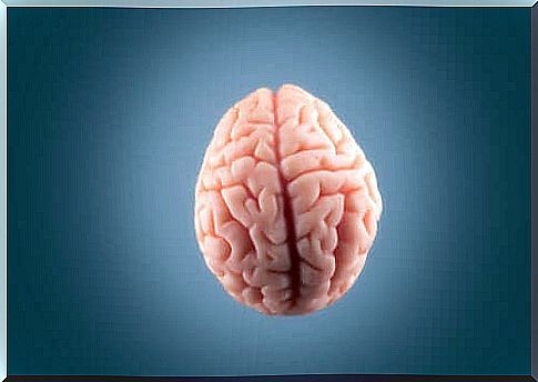 Model of brain