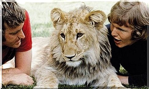 The heartwarming story of the lion Christian