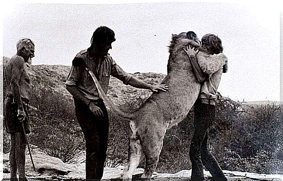 The lion Christian hugs his human friend