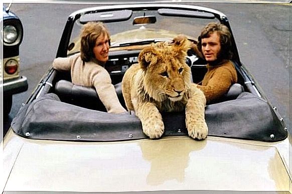 Lion in car with friends