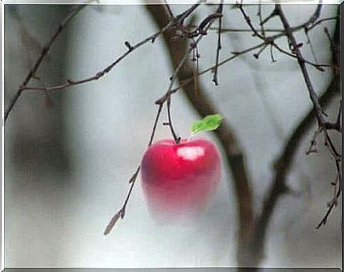 An apple on a branch