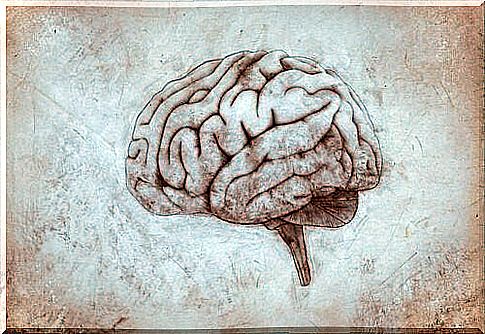 drawing of the brain