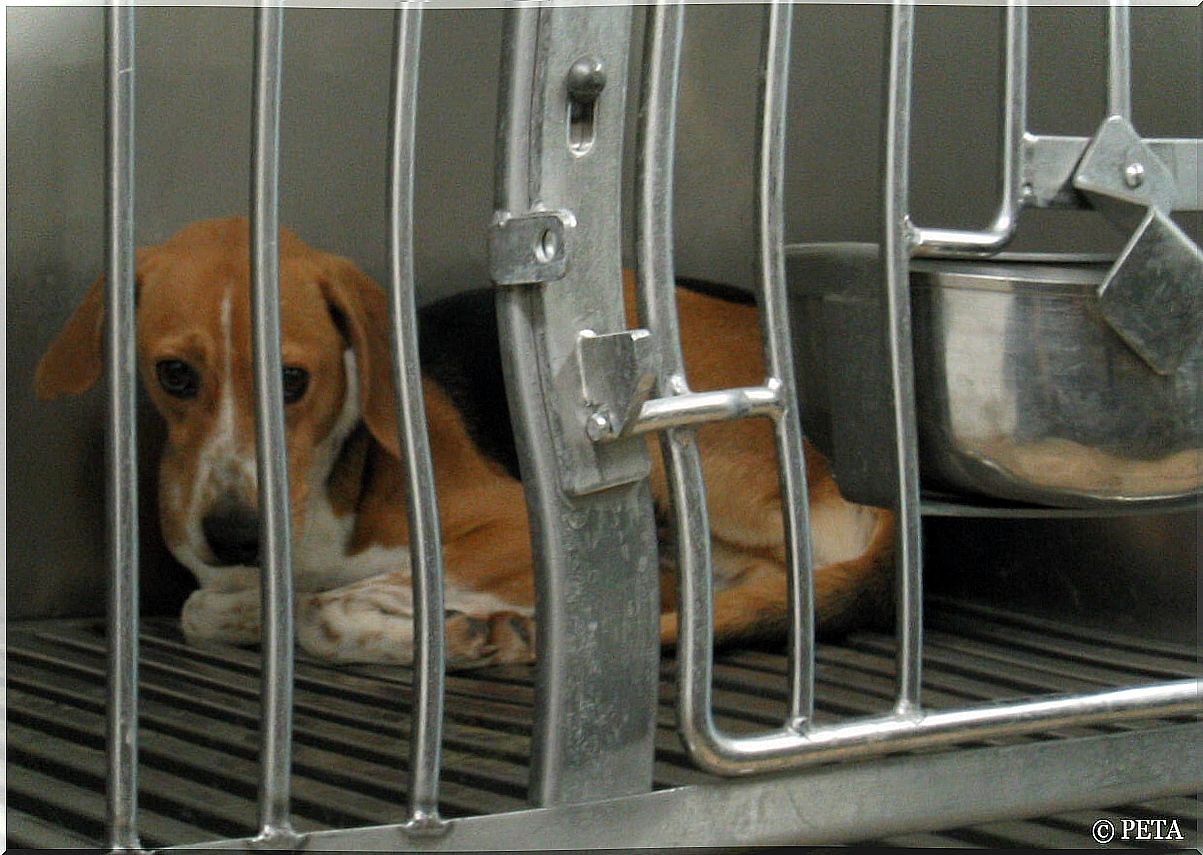 What is the controversy about animal testing really about?