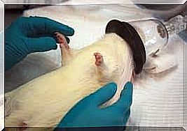 Rat in animal experiments